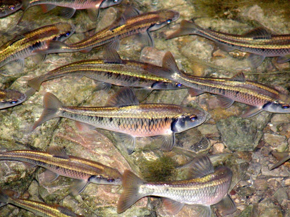 Creek Chubs