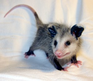 Virginia opossum