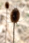 Teasel