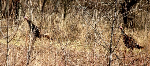 Wild Turkeys