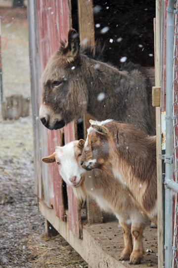 (from left) Buddy, Marsh and S'more