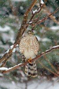 Cooper's hawk