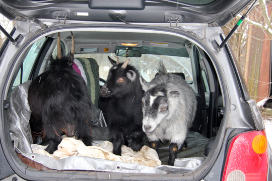 Goat Car