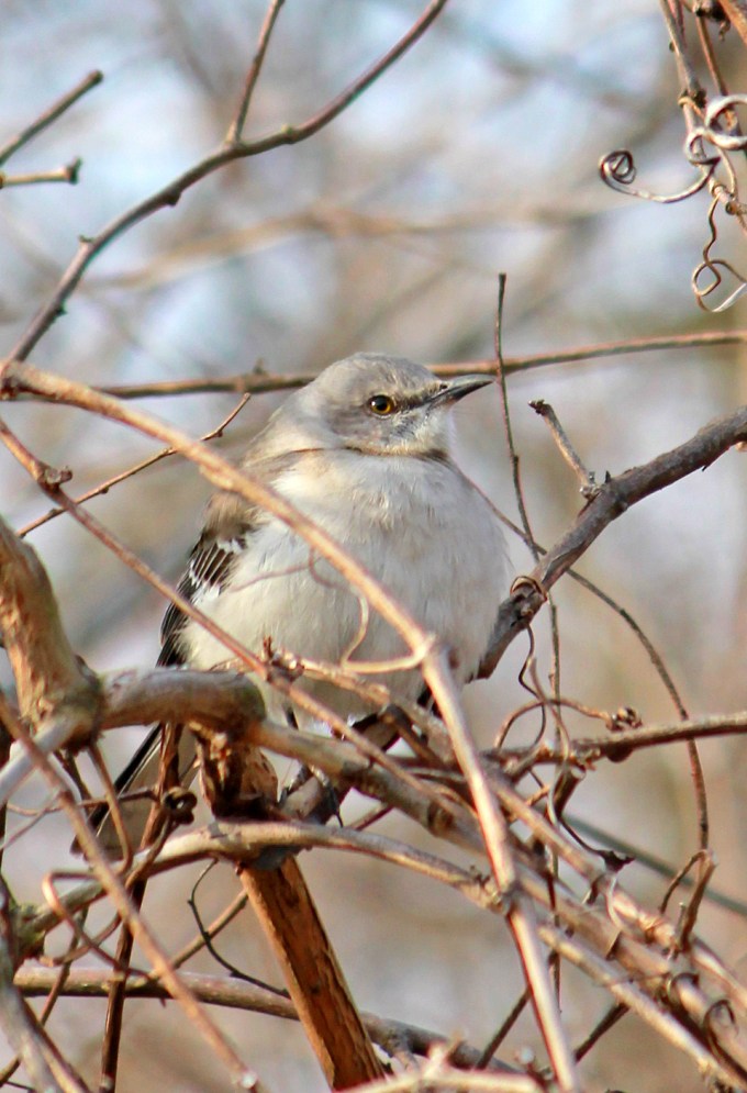 Northern shrike