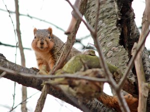 Fox Squirrel
