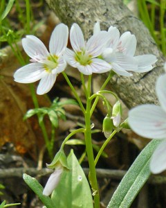 Spring Beauties