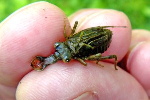 Lower mandible of dragonfly nymph, extended