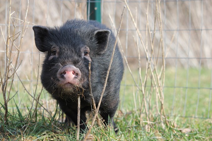 Alphonse, shortly after arriving.