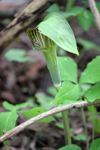 Jack In the Pulpit