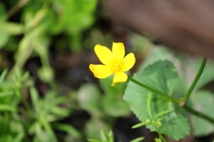 Marsh Marigold
