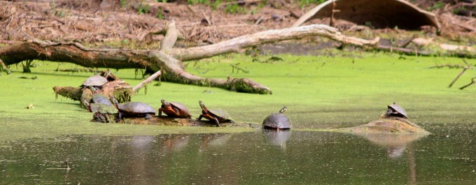 Painted Turtles