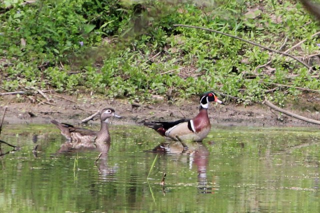 Wood Ducks