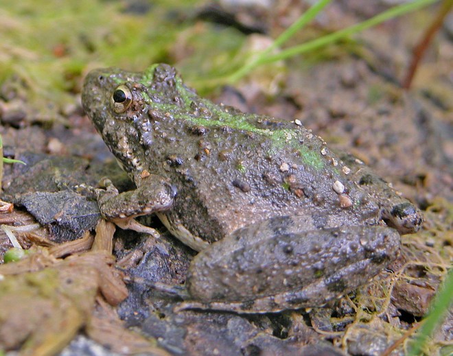 Blanchard's cricket frog Acris crepitans blanchardi