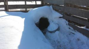 The trench that Greta and Grits survived.