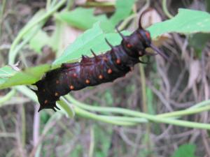 Sandhill Cranes, 2014 Garden, Pipevine Swallowtail Larva 012