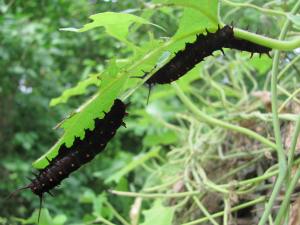 Sandhill Cranes, 2014 Garden, Pipevine Swallowtail Larva 016