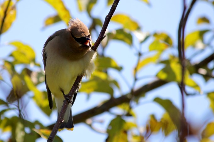calling waxwing