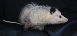 No Name Opossum