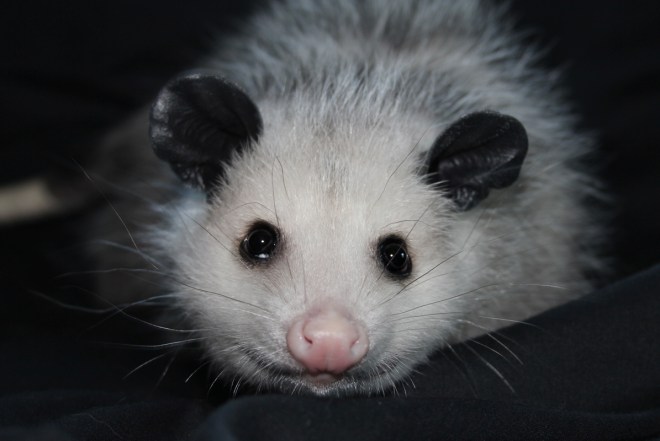 No Name Opossum
