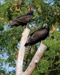 Turkey Vultures