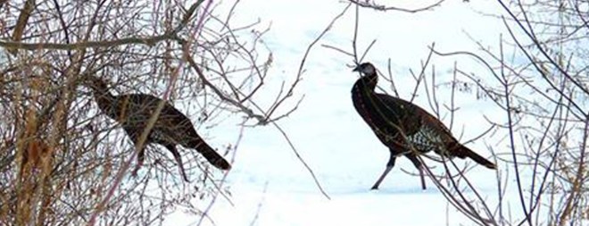 1551734_10203199240647085_1575429757_n