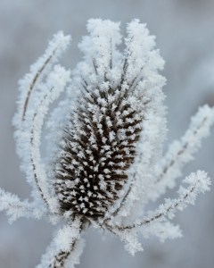 frosted wild teasel