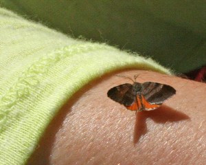 Tiny moth