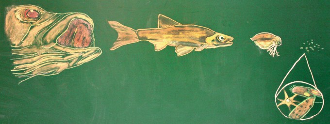 A chalk board rendering on the Lake Erie food chain, discovered in a lab at OSU's Stone Lab