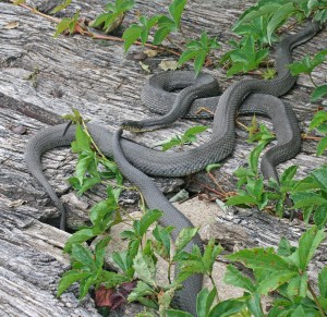 Water snakes in the sun on an old Gibraltar Island dock