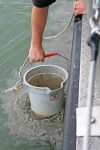 Silt plumes from a lake bottom sample off Put-in-Bay