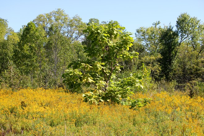 catalpa in back 40