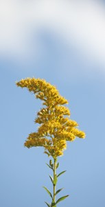 goldenrod