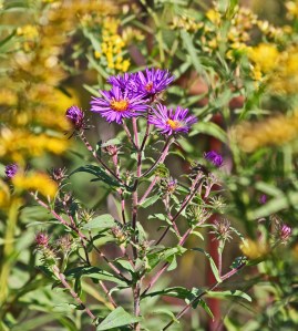 ironweed