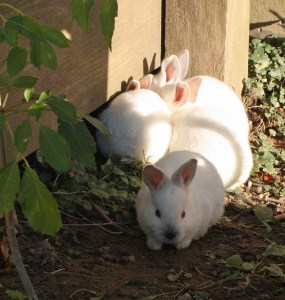 bunnies