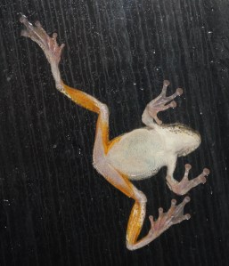 Gray tree frog, its sticky toes keeping it five feet above the ground