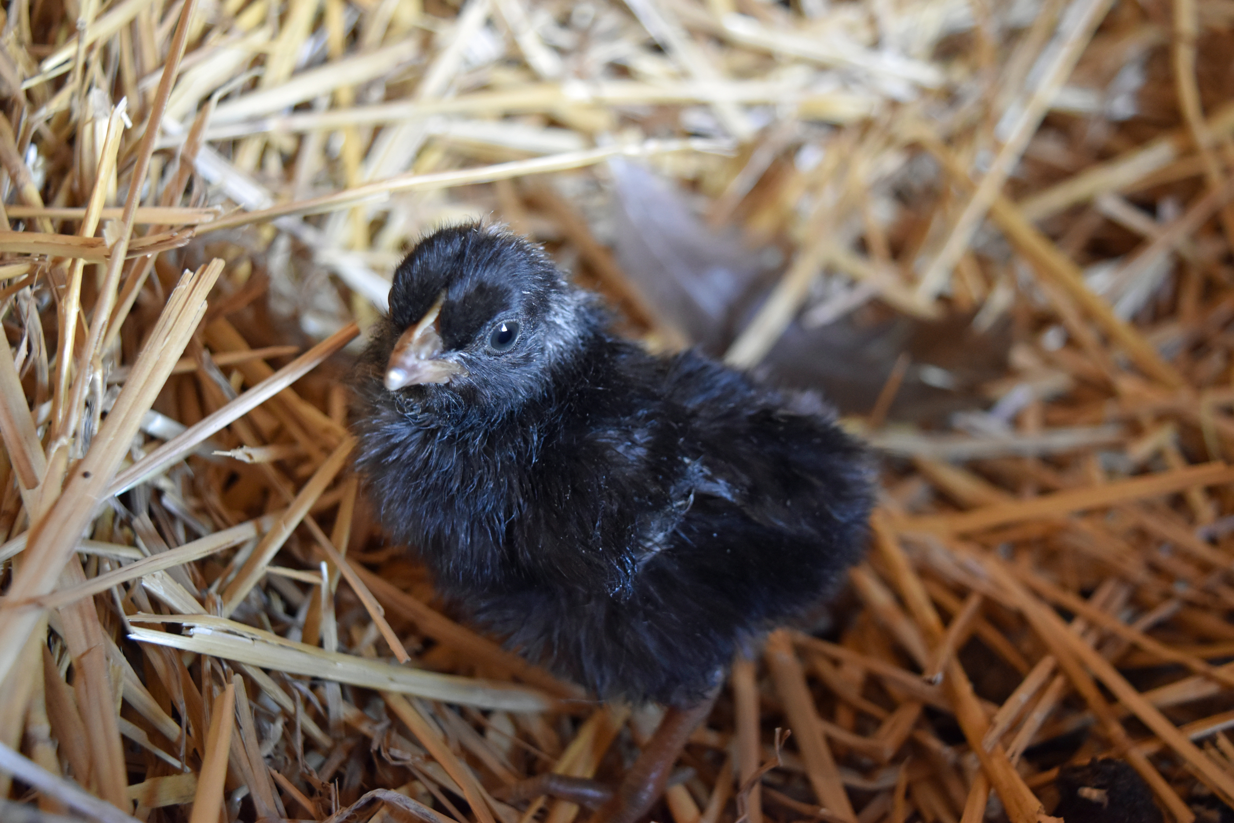 chick