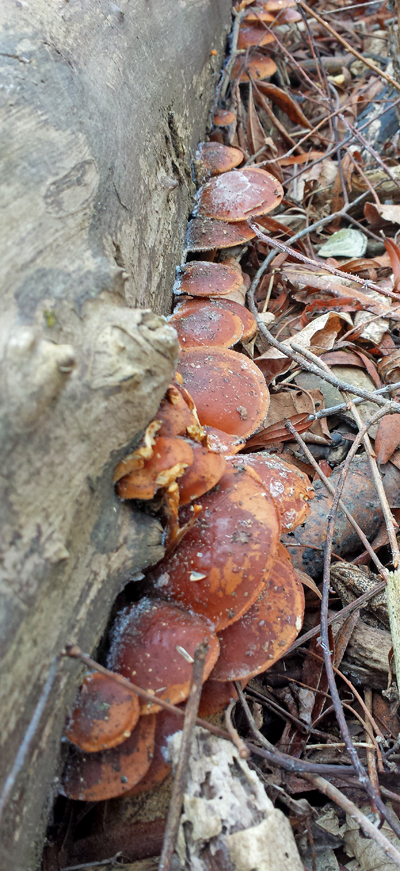 shelf-fungi