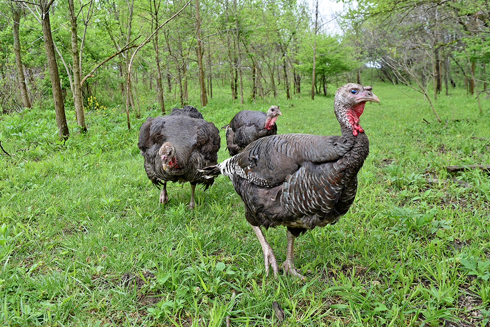 turkeys